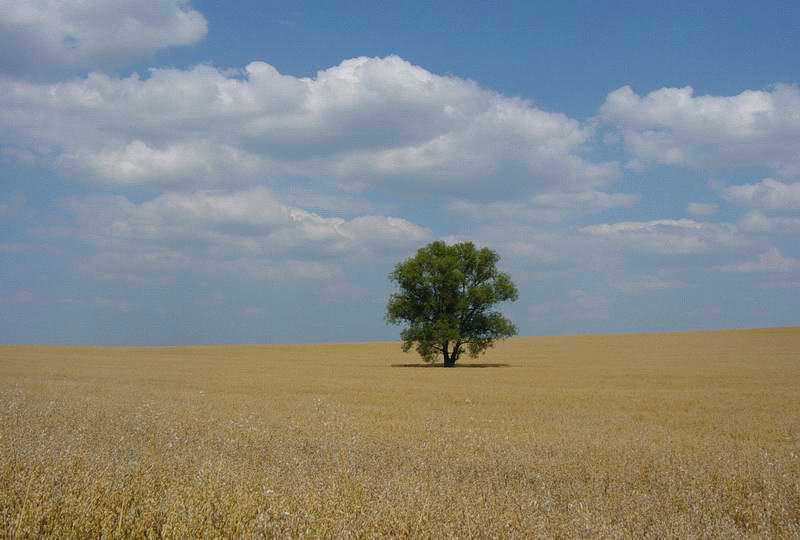 Pole u Tanaborku